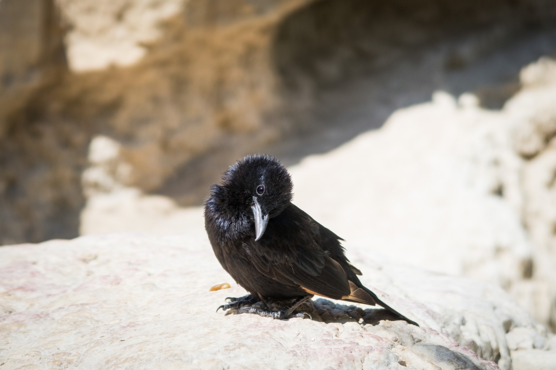 Ein Gedi (Israel)